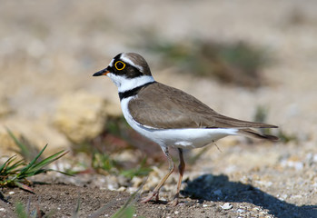 Little ringed plover male in breeding plumage standing on sand close up