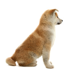 Cute akita inu puppy isolated on white