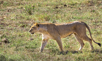 African lioness in Kenya