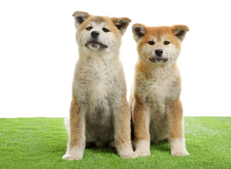Cute akita inu puppies on artificial grass against white background