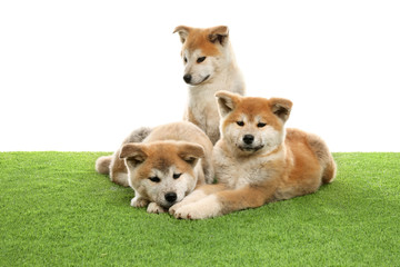 Cute akita inu puppies on artificial grass against white background