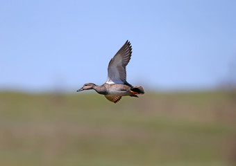 Male gadwall (Mareca strepera) shot during flight