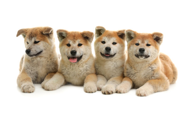 Cute Akita Inu Puppies Isolated On White