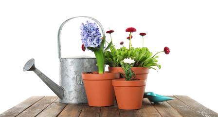 Potted blooming flowers and gardening equipment on wooden table against white background