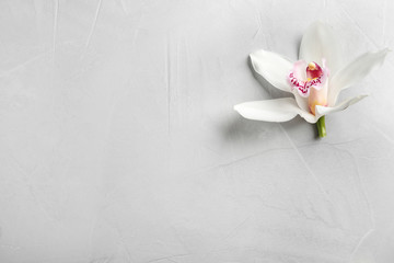Beautiful tropical orchid flower on grey background, top view. Space for text