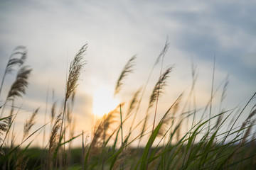 Sunset en la Naturaleza