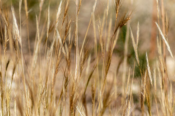 Campo de cereales Textura