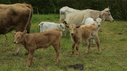 Vacas en Borleña, Cantabria, España