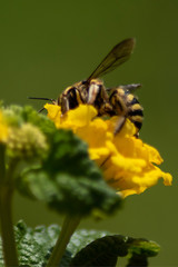 Abeja sobre flor Amarilla