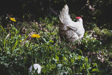 freshly laid egg on grass, white hen in the background
