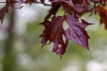 Red Autumn Leaves Close Up