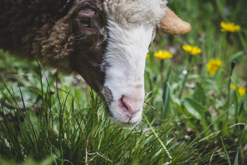 brown lamb on green grass