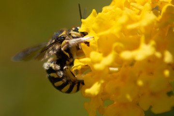 Abeja sobre flor amarilla