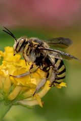 Abeja sobre flor amarilla