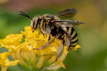 Abeja sobre flor amarilla