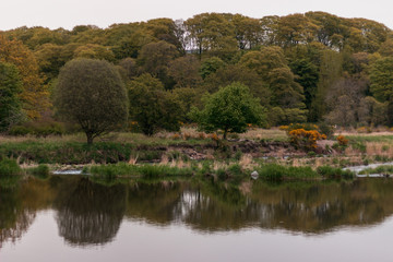 Fototapeta na wymiar Trees Reflected in a River