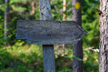 Old wooden pointer in the form of direction arrow in the summer forest, place for your text