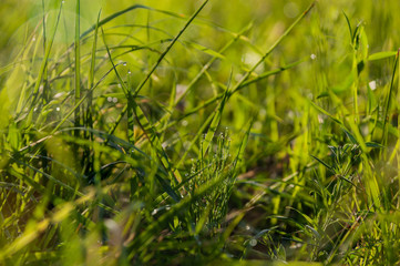 Closeup of fresh green grass with water drops and a bokeh in the morning for summer seasonal background, selective focus