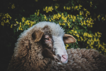 brown lamb on green grass
