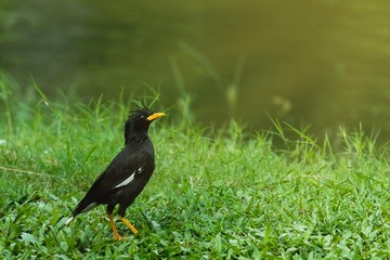 Great Myna (Acridotheres grandis)