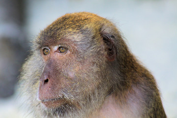 Close up of fury monkey face (crab eating long tailed Macaque, Macaca fascicularis) on isolated beach, Ko Lipe, Thailand