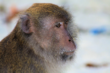 Close up of fury monkey face (crab eating long tailed Macaque, Macaca fascicularis) on isolated beach, Ko Lipe, Thailand