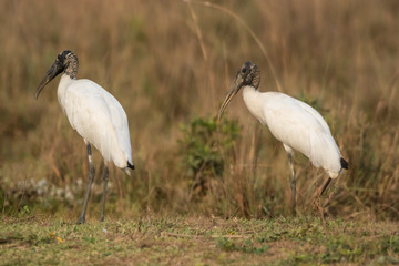 Wood Stork, in a marsh environment.Pantanal, Brazil