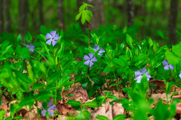 forest spring flowers