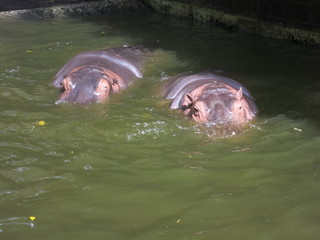 Obraz premium こっそりカバさん