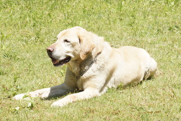 Labrador retriever in the field