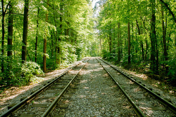 Railroad tracks in the forest.