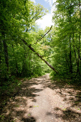 Walking trail in a forest, line with lush green vegetation and tall slender trees