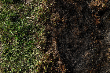 Picture of green grass and burned grass on field.