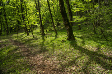 Fototapeta premium lagodechi forest at daytime