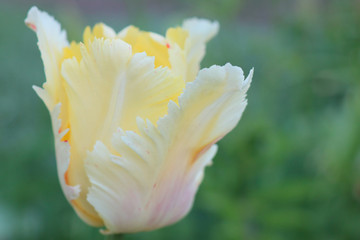 Fototapeta na wymiar closeup of yellow tulip