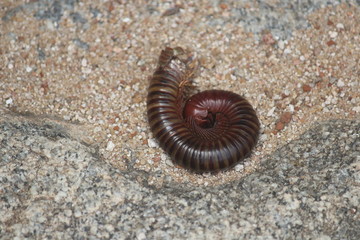 insect on sand