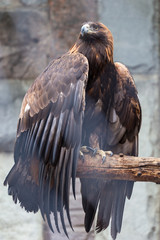 Eagle in the Moscow Zoo