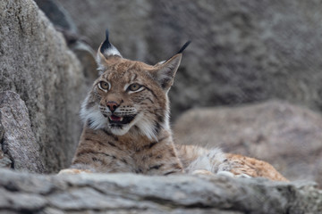 Lynx in the Moscow Zoo