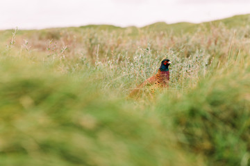 Wilder Fasan in Düne auf Nordseeinsel Norderney
