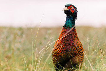 Wilder Fasan in D&uuml;ne auf Nordseeinsel Norderney