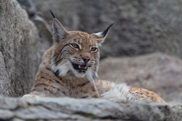 Lynx in the Moscow Zoo