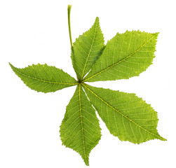 leaf from Horse chestnut tree - Aesculus hippocastanum