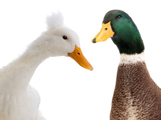  portrait two ducks isolated on white