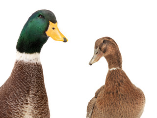  portrait two ducks isolated on white