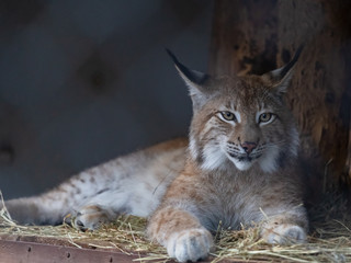 Lynx in the Moscow Zoo