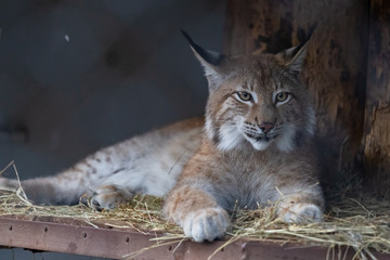Lynx in the Moscow Zoo
