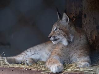 Obraz premium Lynx in the Moscow Zoo