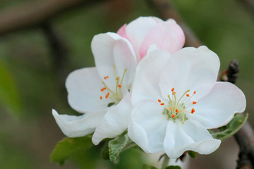Naklejka na ściany i meble white flowers of a tree