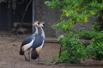 Crested Crane in Moscow Zoo