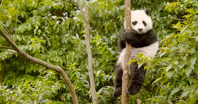 Giant Panda bear baby cub sitting in tree in China